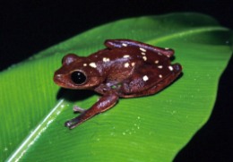 Australian lacelid frog.