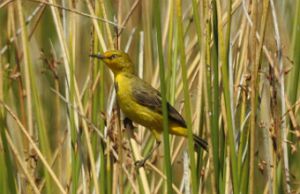 Image of a Capricorn yellow chat.