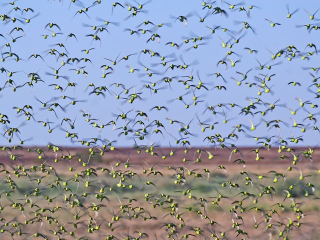 Diamantina is home to large flocks of budgerigars.
