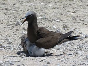 Photo of a brown noddy adult with chick.