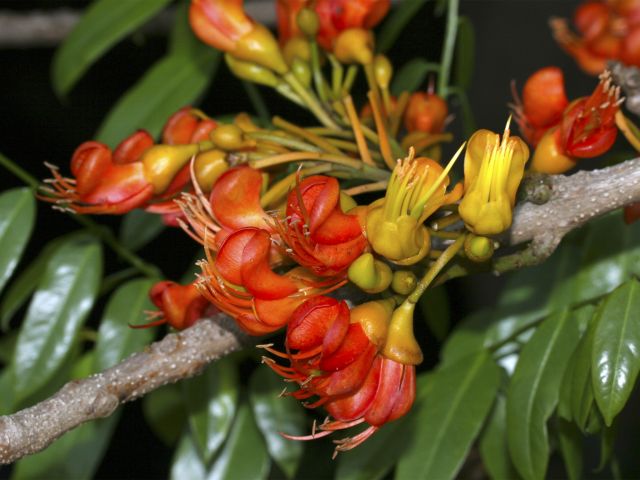 Photo advising to look for the orange flowers of the blackbean tree along the Fig tree walk.