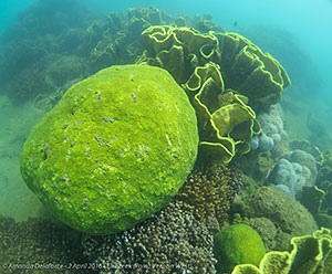 Reef, Eli Creek, Point Vernon West. 