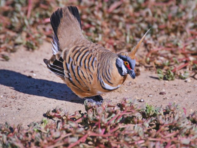 Beautiful spinifex pigeons are seed eaters and depend on Diamantina's waterholes.