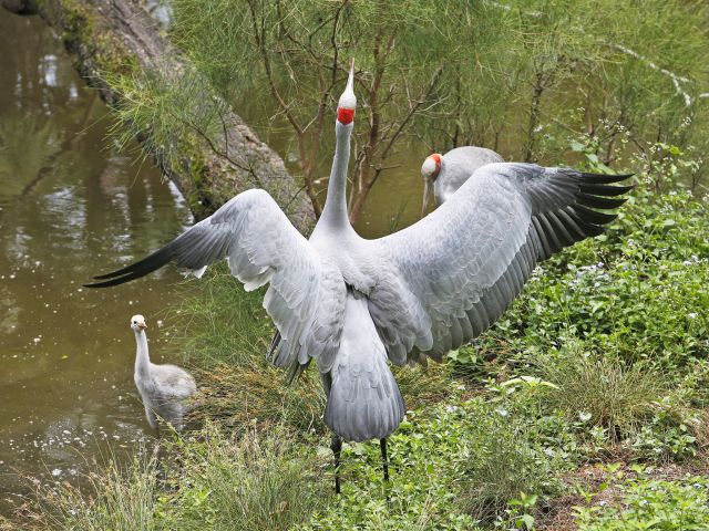 A beautiful brolga family.