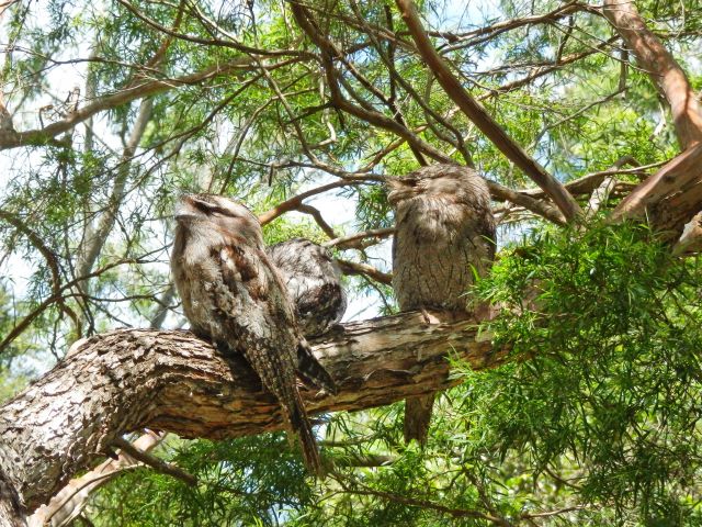 A family of tawny frogmouths.