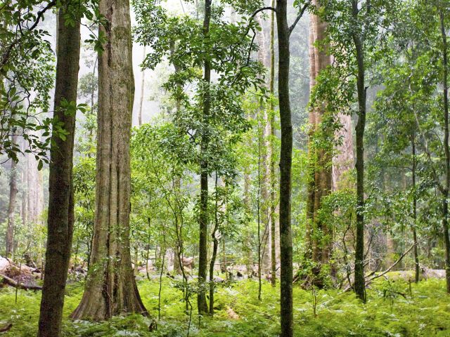 Enjoy vegetation changes on the Cherry Plain to Burtons Wells track.