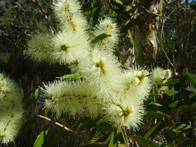 Look for flowering paperbarks as you walk.