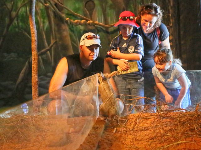 Be amazed by some of Queensland's nocturnal creatures during the Creatures of the Night Show.