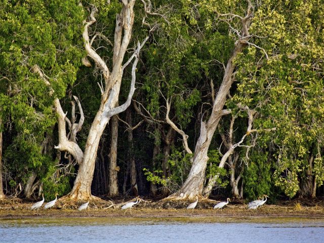 Look for waterbirds at the Breeza Homestead lagoon.