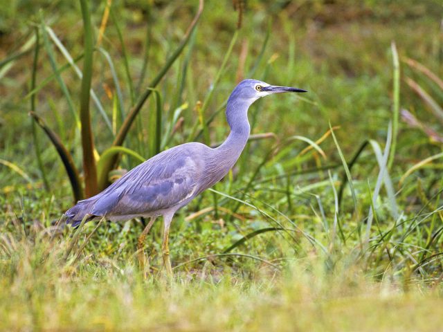 Look for waterbirds, like white-faced herons, at The Broadwater.