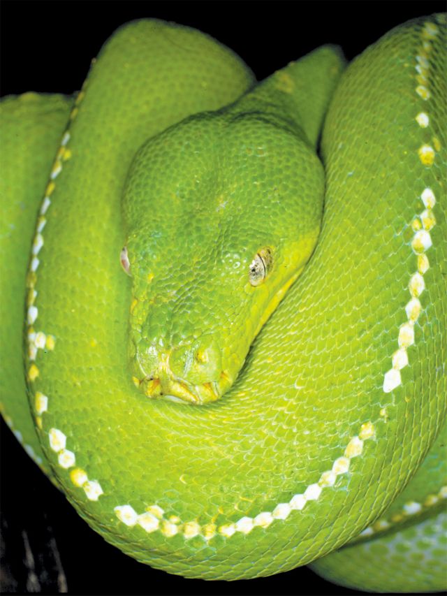 Spotlight in the surrounding forest at night for green pythons.