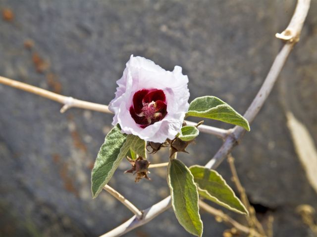 Flowers add a splash of colour along the trail.