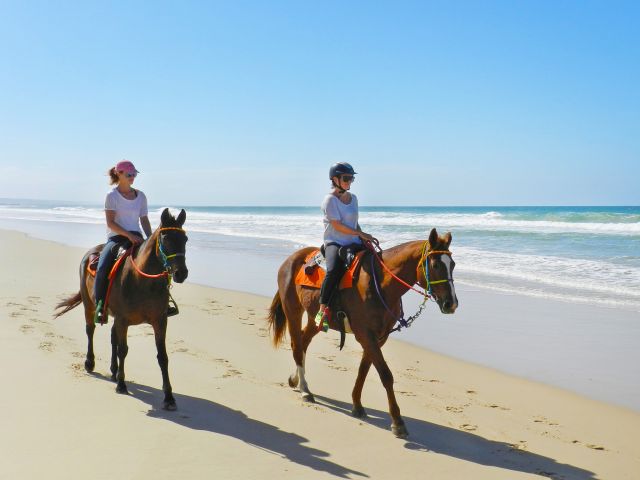 Horses and riders both enjoying the sunshine and ocean breezes.