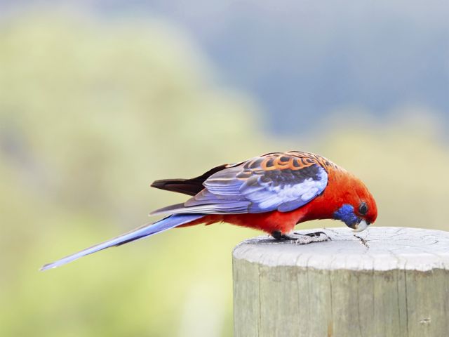 This popular, well-developed camping area is visited by colourful crimson rosellas.