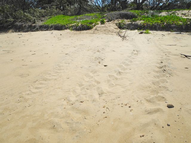 Turtles track can be seen on the beach during the nesting season.