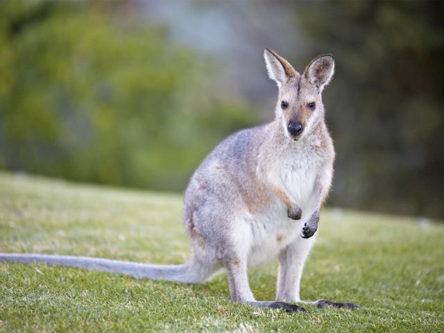 Red-necked wallabies feed in the grassy Dandabah camping area.