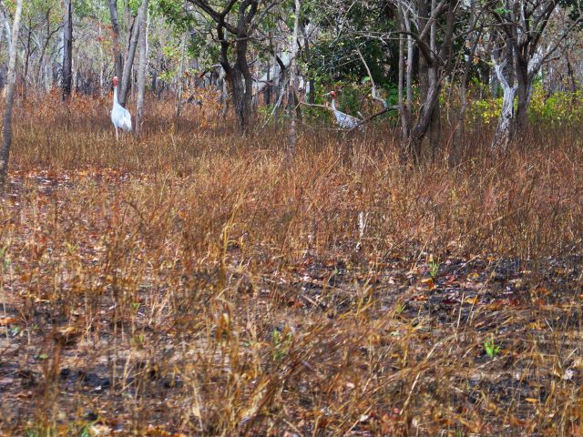 Birdlife is abundant around the waterhole.