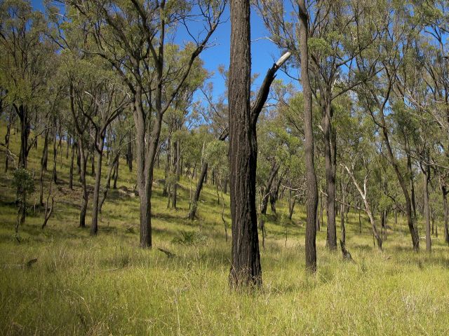 Top Moffatt camping area is a large and open area scattered with shady trees.