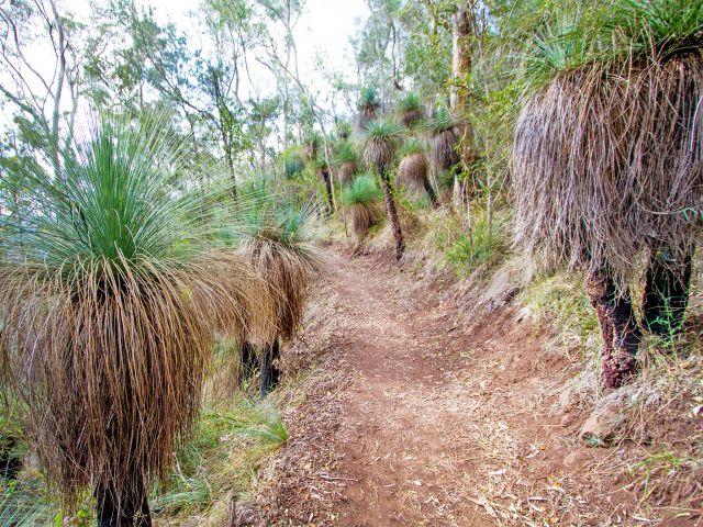 The rainforest gives way to open forest along the western cliff line.
