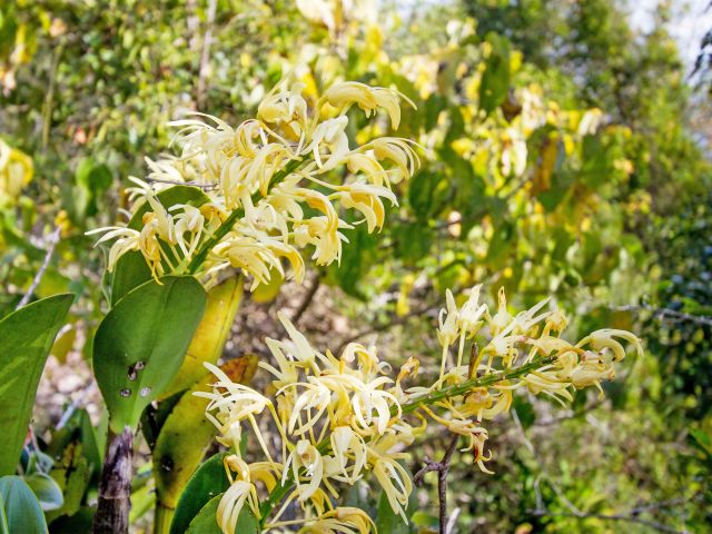 You may see the elaborate yellow blossoms of king orchids growing along the cliff edge.