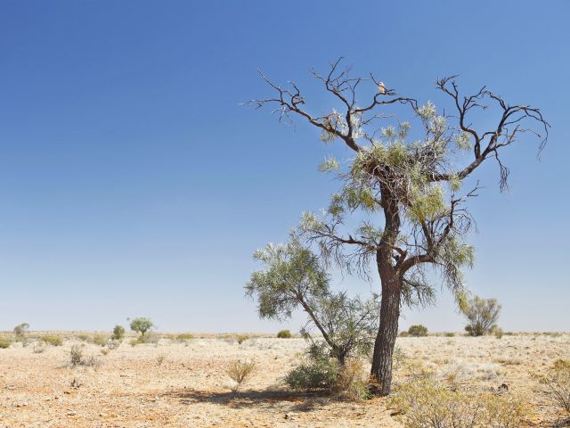 Keep a look out for brown falcons resting in the beefwood trees.
