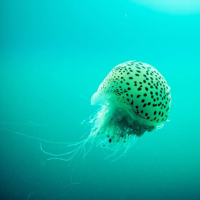 Photo: © Queensland Government