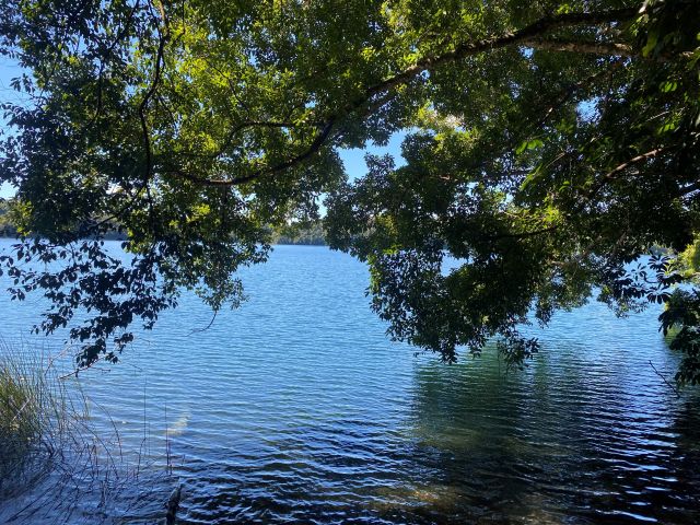 Photo of fringed views of the lake through the forest.