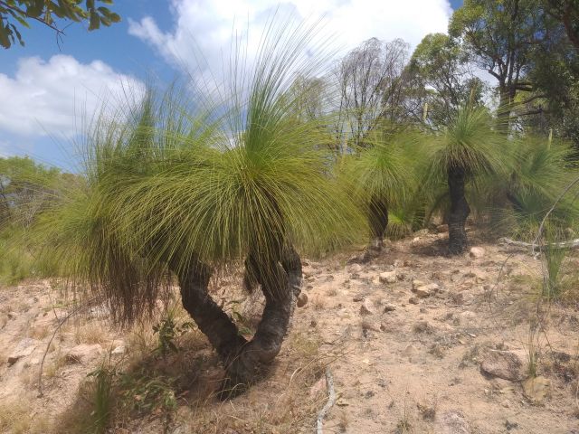 Grass trees Xanthorrhea johnsonii grow in the denuded granite soils in the highlands. 