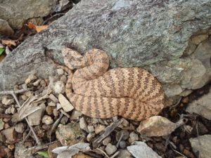 A Common Death Adders, a brown stripy snake, curled up amongst rocks.