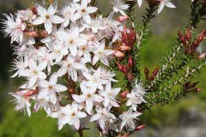 Calytrix circuit takes its name from the species of flowering shrub <em>Calytrix tetragona</em>. 
