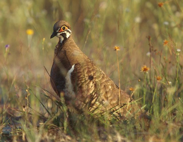 Photo of a Squatter pigeon standing in the grass