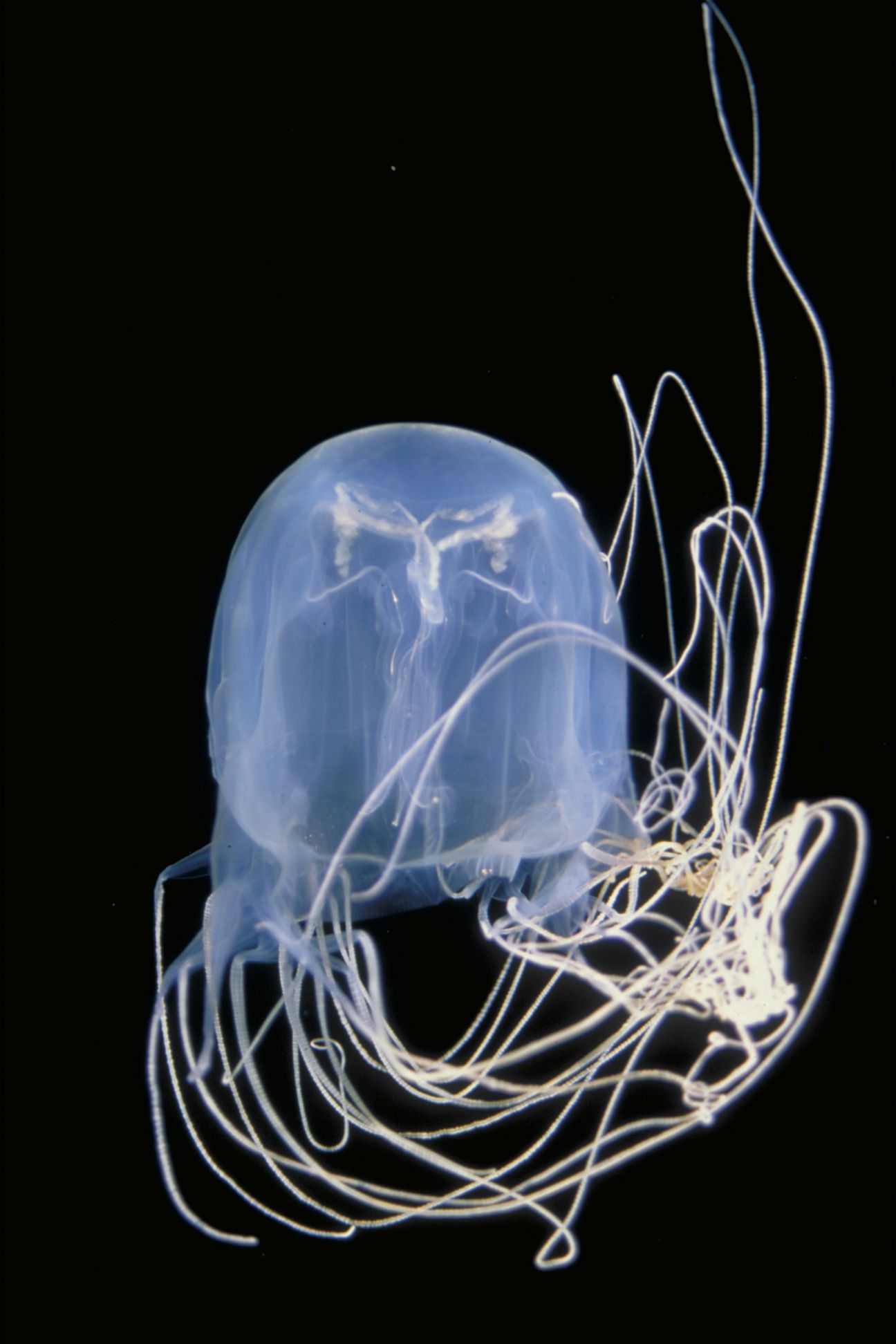 A blue-coloured box jellyfish on a dark background. Its tentacles flow up and around its bell, extending beyond the top of the frame