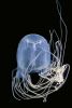 A blue-coloured box jellyfish on a dark background. Its tentacles flow up and around its bell, extending beyond the top of the frame