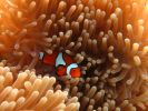 An orange, white and black clownfish hiding amongst the tentacles of an orange-coloured anemone. 