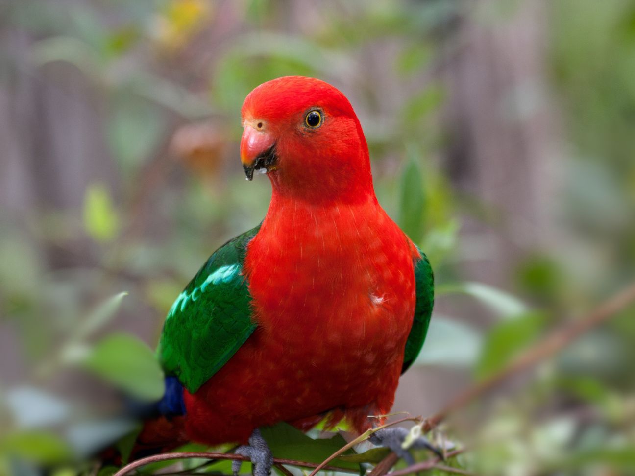 Photo of a bright red king parrot with green wings