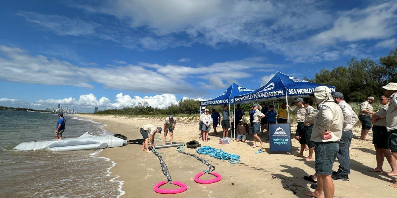 Group of people carrying out whale stranding training on the beach
