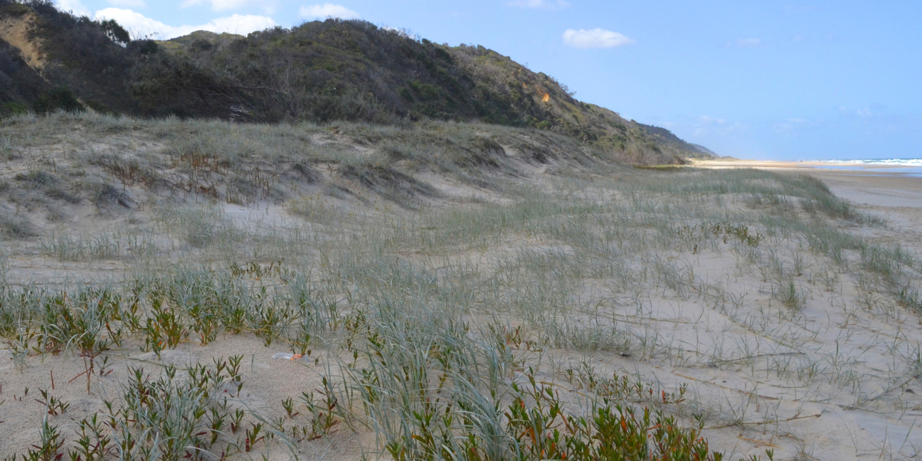 Vegetated sand dune.