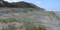 Vegetated sand dune.
