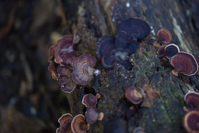 Photo of bracket fungi on the Stoney Creek Garndal Garndal weir track