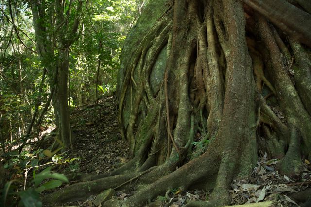 Photo of Strangler figs, which are impressive along Douglas track