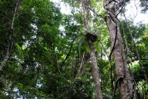 Photo of dense rainforest in Barron Falls National Park