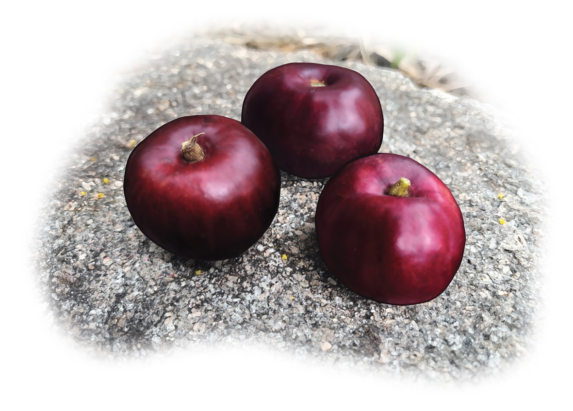 Drawing of three red large round plum fruits sitting on a rock. 