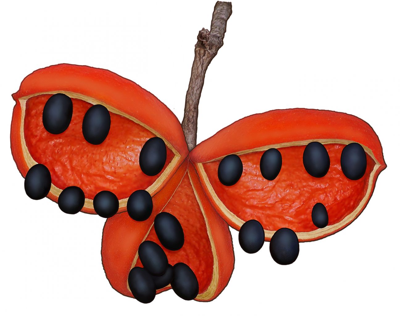 Bright orange woody seed pod with small black seeds. 