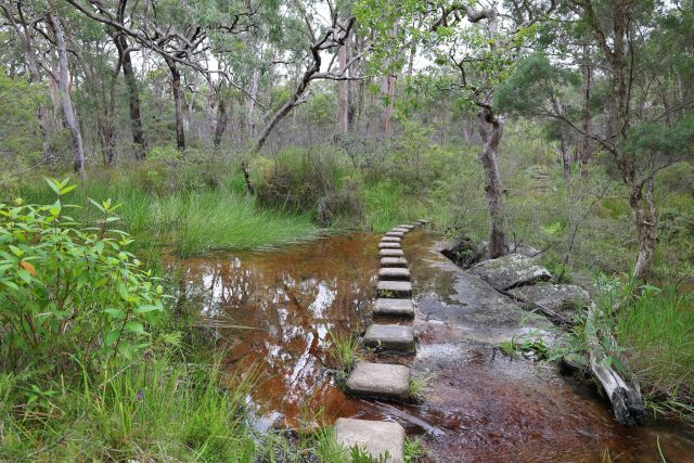 Mimosa Creek featuring stepping stones crossing shallow water surrounded by green vegetation and trees. The setting appears peaceful and showcases a mix of earthy tones with reflections on water surface.