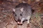 Northern bettong (Bettongia tropica)