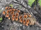 Banksia seed