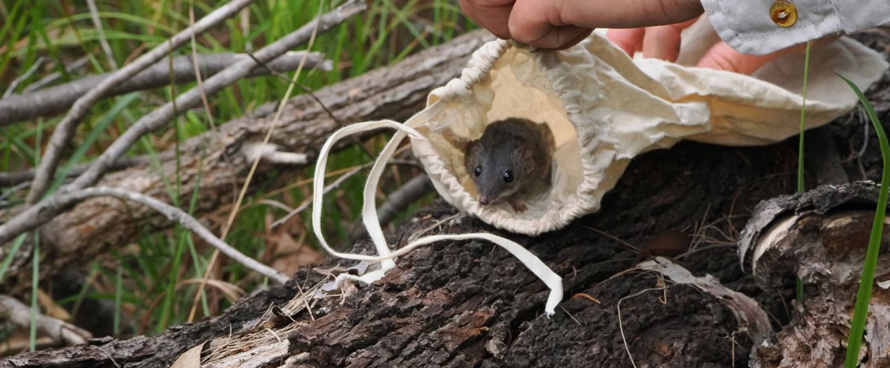 A close-up photograph of a small brown-grey mammal emerging from a light-coloured cloth bag held by a person’s hands. The bag is resting on a fallen log in a grassy woodland setting, with twigs and bark visible around it. The animal’s head and front paws are visible as it looks outward from the opening of the bag, with large dark eyes and a pointed snout. The background shows blurred green grass and forest debris.