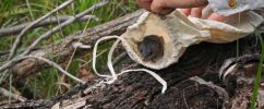 A close-up photograph of a small brown-grey mammal emerging from a light-coloured cloth bag held by a person’s hands. The bag is resting on a fallen log in a grassy woodland setting, with twigs and bark visible around it. The animal’s head and front paws are visible as it looks outward from the opening of the bag, with large dark eyes and a pointed snout. The background shows blurred green grass and forest debris.