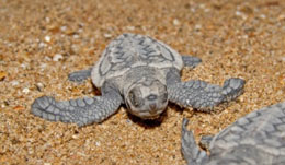 A loggerhead turtle hatchling makes its way to the sea.