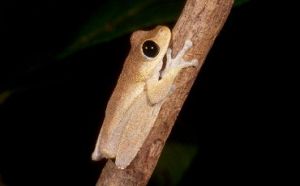 Image of a Australian lacelid frog perching on a tree branch.